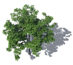 bird-eye view of a tall tree