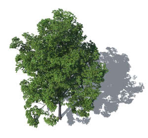 renderig of a bird-eye view of a tall deciduous tree