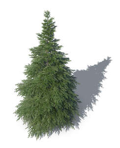 bird-eye rendering of a spruce tree