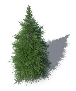 rendering of a spruce seen from above