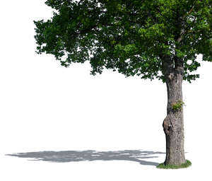 trunk and foreground branches of an oak