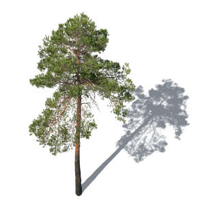 rendering of pine tree seen from above angle