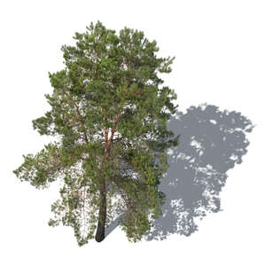 cut out rendering of a tall pine tree seen from above