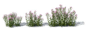 rendered image of a row of blooming tatarian asters