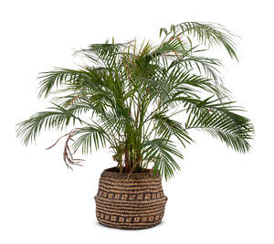 cut out potted small palm tree