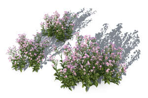 rendering of a group of blooming tatarian asters seen from above