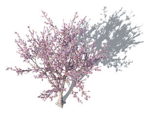 rendered top view of prunus triloba