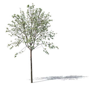 small tree with small spring leaves