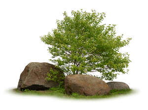 small tree between rocks