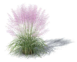 rendereing of a blooming purple muhly grass