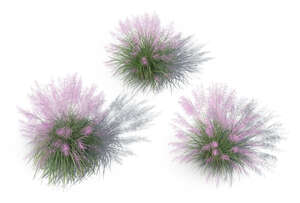 top view of a group of rendered muhly grass bushes