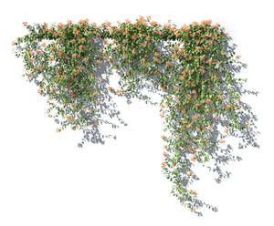 rendering of a blooming honeysuckle vine