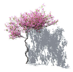 rendering of a blooming pink bougainvillea