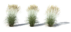 rendering of a group of ornamental grasses