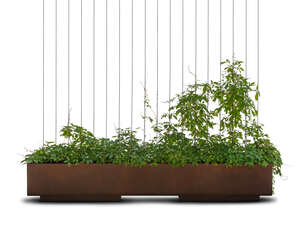 potted flowerbed with climbing plants