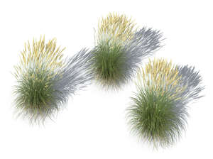 rendering of a group of blooming ornamental grasses