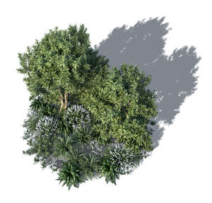 top view rendering of a composition of plants and trees