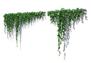 rendering of a hanging vine in sunlight