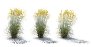 rendering of three backlit bushes of ornamental grass