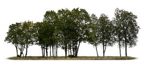 group of trees in ambient light