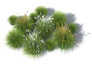 group of rendered ornamental grasses seen from above