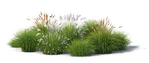 rendered image of a group of ornamental grasses