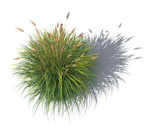 rendered top view image of a blooming grass