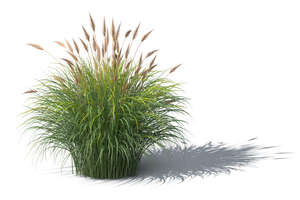 rendering of an ornamental grass in sunlight