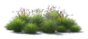 rendering of a backlit flowerbed of grasses
