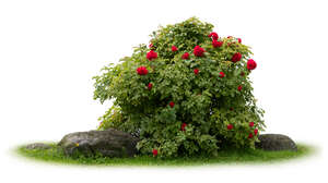 blooming rose bush with stones and grass