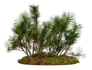 small mountain pine