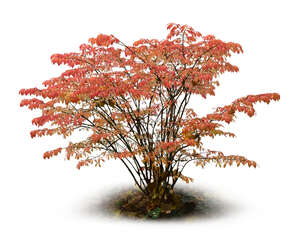 bush with red leaves in autumn