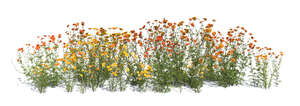 rendered composition of tall blooming flowers on transparent background
