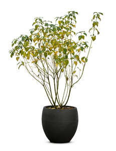 cut out potted plant in autumn
