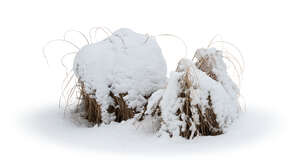 small bush of grass covered with snow