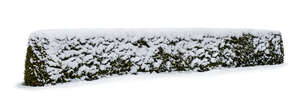 cut out hedge covered with snow