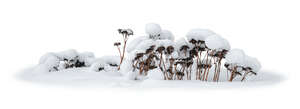 cut out group of snow covered plants