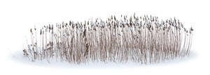 cut out bed of ornamental grass in winter with snow