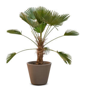 cut out small palm tree in a flower pot