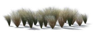 backlit rendering of a group of ornamental grass plants