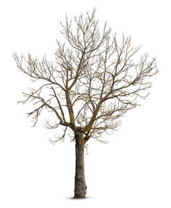 cut out leafless classical tree