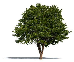 maple tree with thick foliage in sunlight