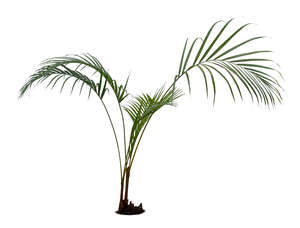 cut out small palm tree