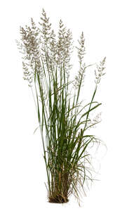 cut out blooming ornamental grass