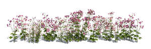 rendered image of a blooming flowerbed