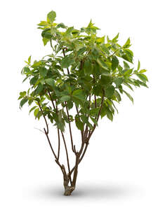 cut out small tree with large leaves