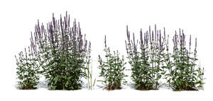 cut out row of blooming sage plants