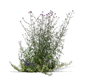 cut out blooming Argentinian vervain