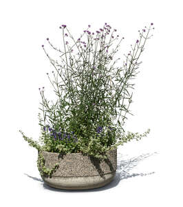 cut out blooming purple vervain in a pot