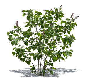 cut out young lilac bush in spring